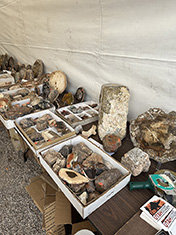 Sample Stolen Petrified Wood