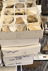 Sample Stolen Dinosaur Bone