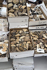 Sample Stolen Dinosaur Bone